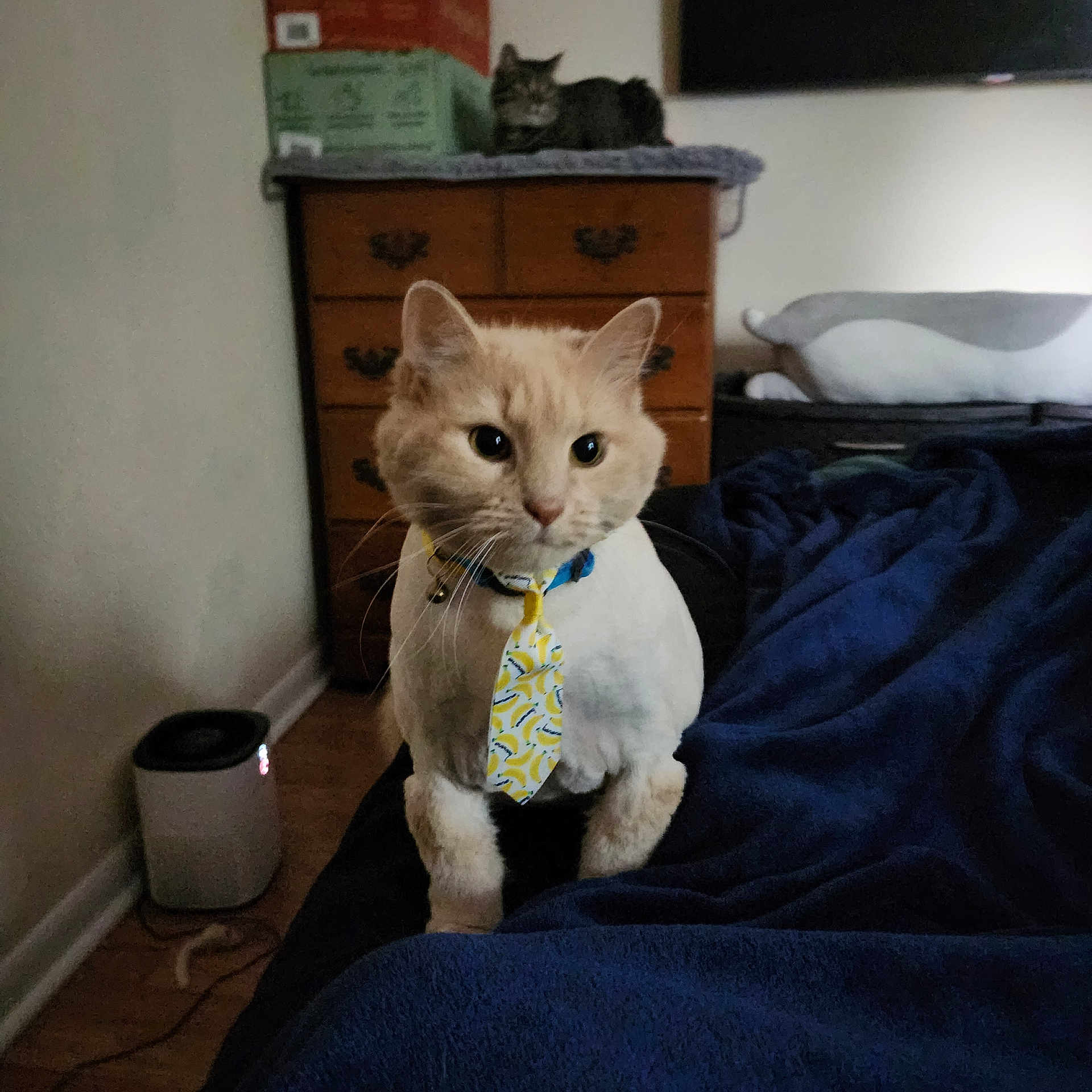 Alfie joined the competition — help win amazing prizes! accessories, animal, bed, bedroom, cabinet, cat, closet, couch, cupboard, drawer, formalwear, furniture, indoors, interiordesign, pet, plywood, room, strap, tie, wood