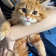 Tael a rejoint le concours — aidez-le/la à gagner de superbes lots ! cat, orange_cat, fluffy, pet, indoor, person, hand, holding, curious_eyes, feline, whiskers, fur, cute, domestic_animal, plaid, books, cozy, arm, floor, casual