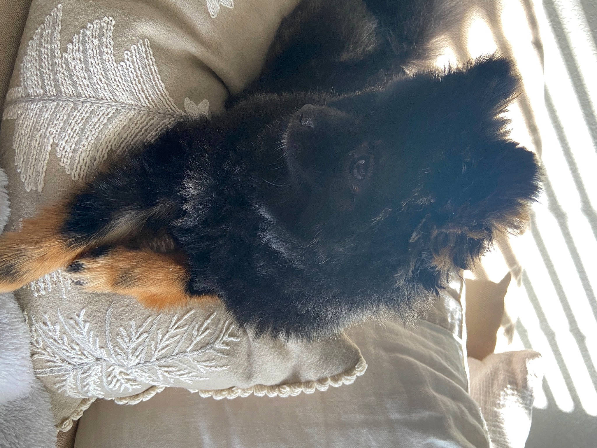 Emery joined the competition — help win amazing prizes! carnivore, claw, comfort, companion_dog, dog, dog_breed, felidae, foot, fur, human_leg, mammal, paw, small_to_medium_sized_cats, sporting_group, tail, terrier, toy_dog, vertebrate, whiskers, working_animal