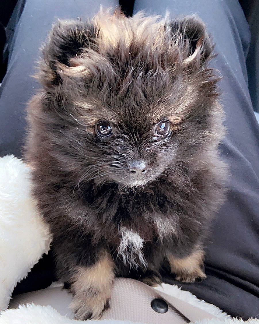 Emery is registered to the contest to win money with this photo: canidae, carnivore, cat, claw, companion_dog, dog_breed, felidae, fur, grey, liver, paw, puppy, small_to_medium_sized_cats, snout, terrestrial_animal, toy_dog, whiskers, working_animal