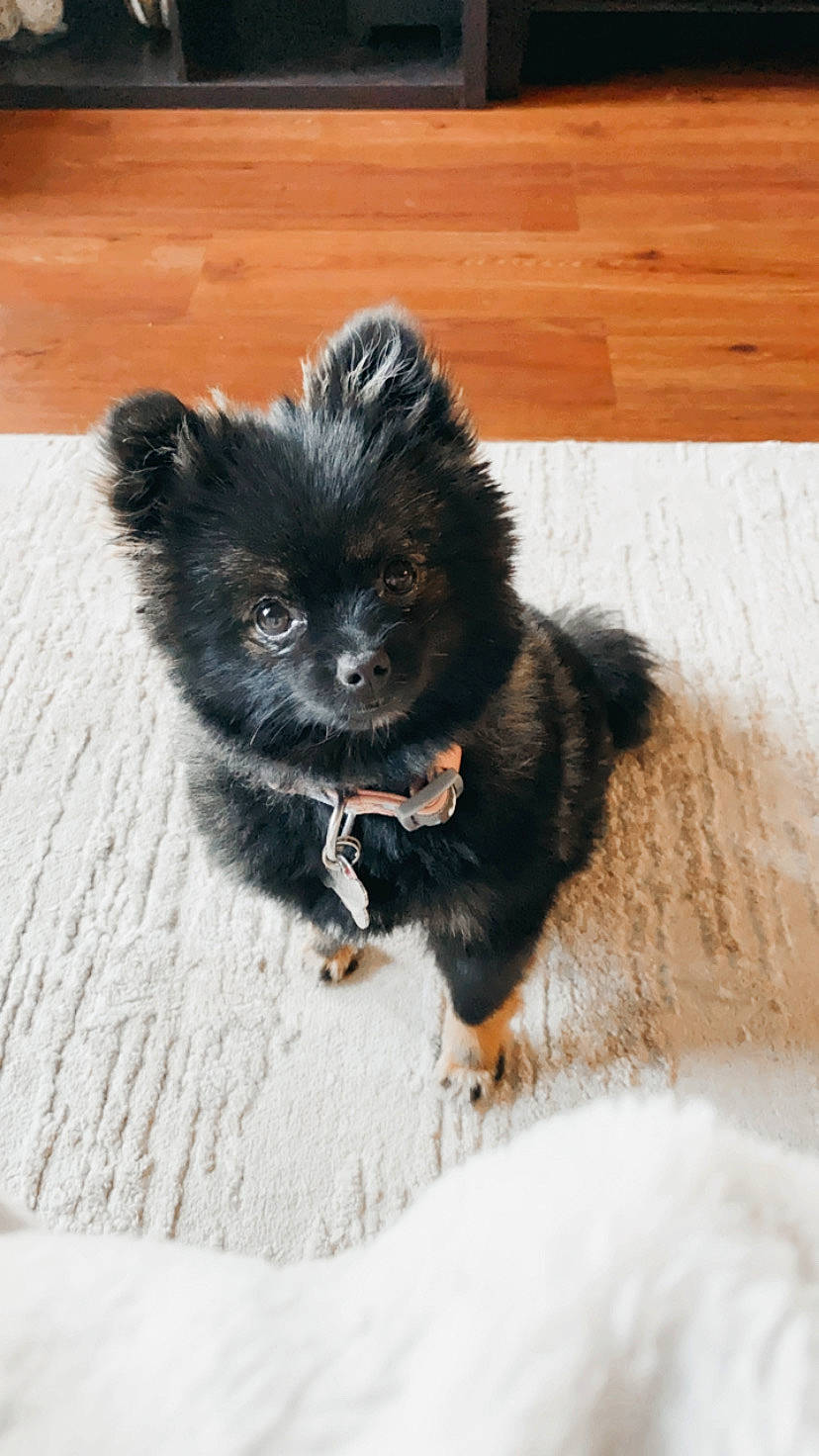 Emery joined the competition — help win amazing prizes! canidae, carnivore, companion_dog, dog, dog_breed, fawn, fur, hardwood, liver, paw, snout, snow, sporting_group, tail, terrestrial_animal, toy_dog, whiskers, wildlife, wood, working_animal