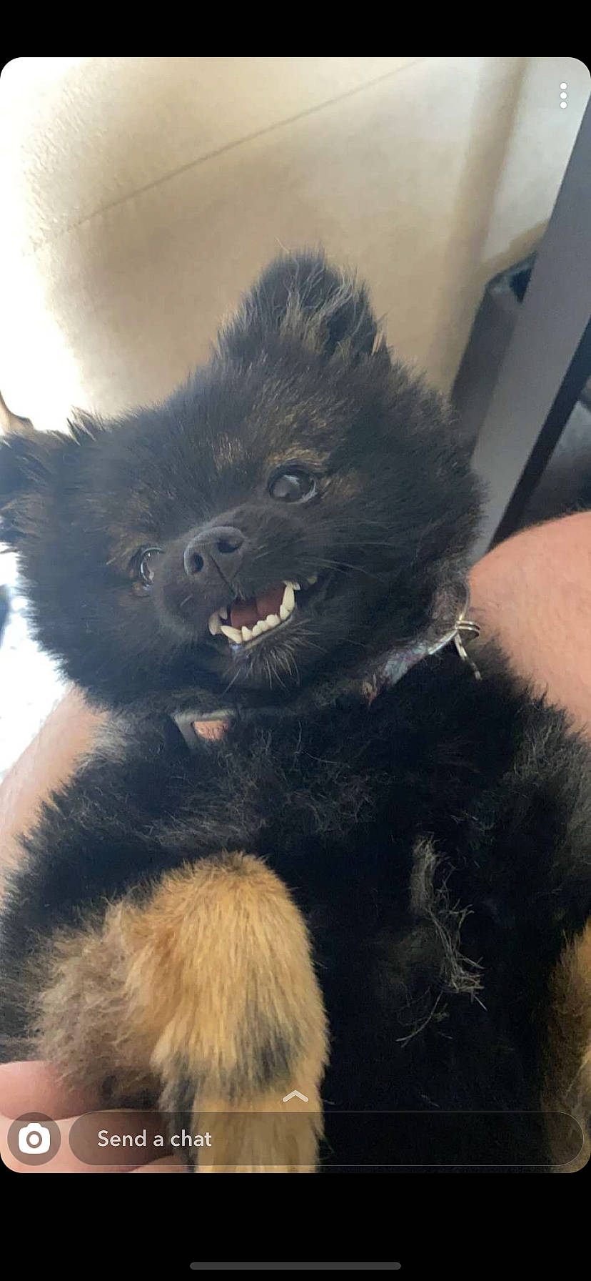 Emery is registered to the contest to win money with this photo: ancient_dog_breeds, canidae, carnivore, companion_dog, dog, dog_breed, foot, fur, keeshond, non_sporting_group, paw, puppy, snout, sporting_group, tail, terrestrial_animal, toy_dog, wildlife, working_animal, working_dog