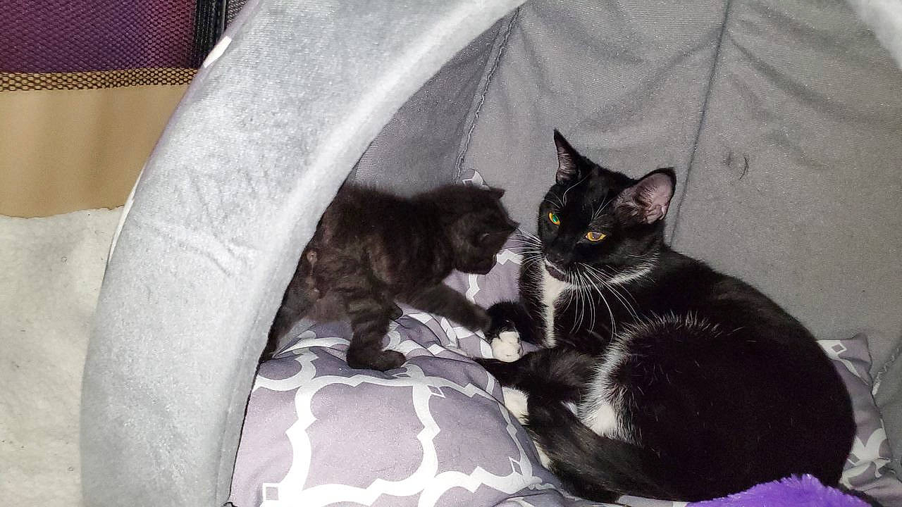 Stormy is registered to the contest to win money with this photo: black_cat, carnivore, cat, claw, comfort, domestic_short_haired_cat, felidae, fur, grey, linens, monochrome, monochrome_photography, nap, paw, sitting, small_to_medium_sized_cats, snout, tail, whiskers