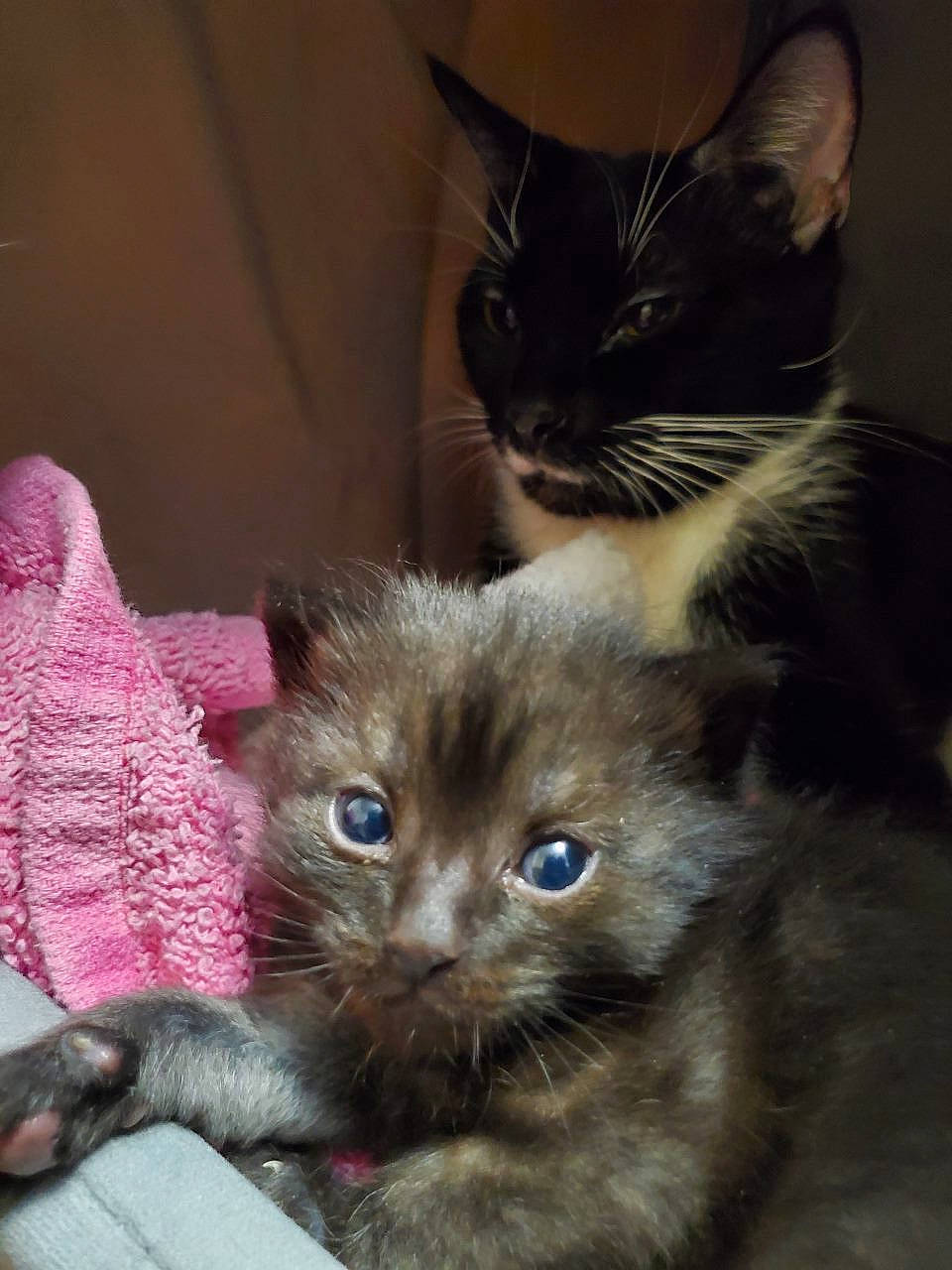 Stormy joined the competition — help win amazing prizes! carnivore, cat, cat_supply, cat_toy, claw, domestic_short_haired_cat, fawn, felidae, fur, paw, small_to_medium_sized_cats, snout, tail, terrestrial_animal, whiskers