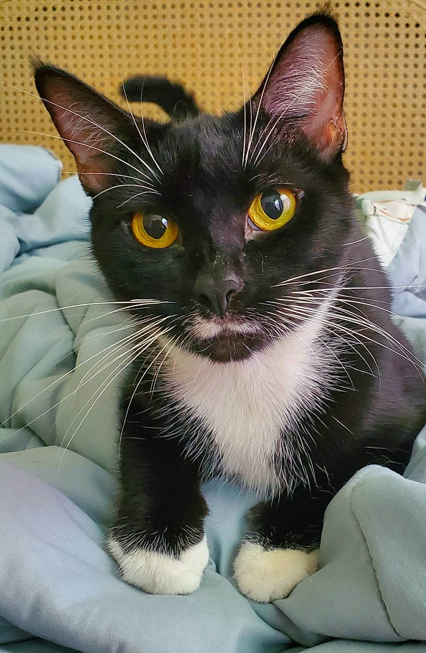 Stormy joined the competition — help win amazing prizes! black_cat, carnivore, cat, claw, close_up, comfort, domestic_short_haired_cat, eye, felidae, fur, hair, head, human_body, iris, paw, small_to_medium_sized_cats, snout, whiskers