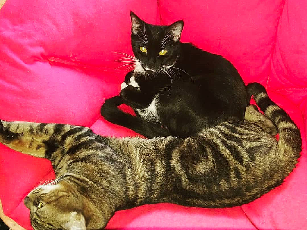 Stormy joined the competition — help win amazing prizes! bombay, carnivore, cat, claw, comfort, domestic_short_haired_cat, felidae, foot, fur, mammal, paw, sitting, small_to_medium_sized_cats, snout, tail, terrestrial_animal, vertebrate, whiskers