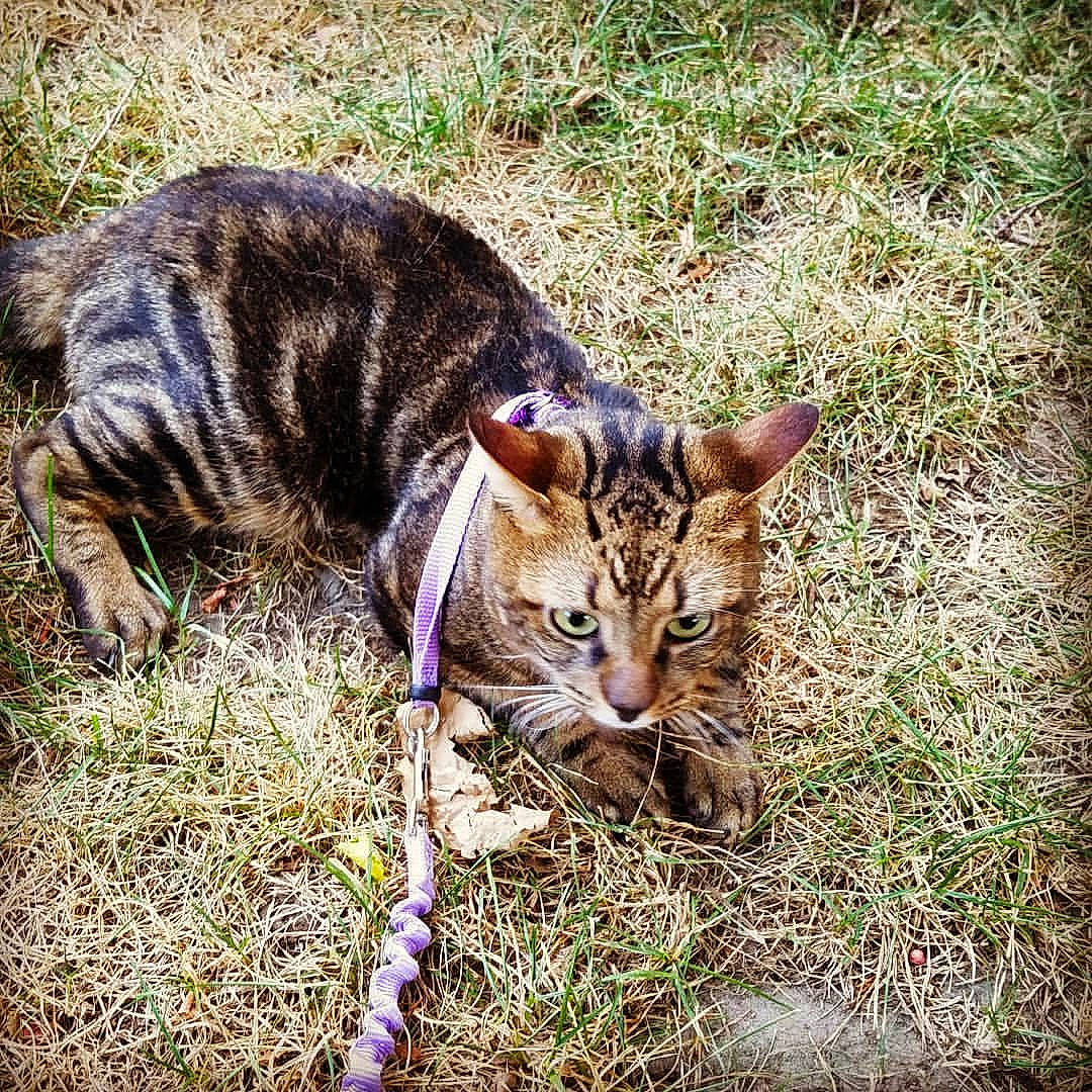 Apollo joined the competition — help win amazing prizes! carnivore, cat, domestic_short_haired_cat, felidae, fur, grass, grass_family, groundcover, lawn, organism, paw, plant, small_to_medium_sized_cats, snout, soil, tail, terrestrial_animal, tree, whiskers, wildlife