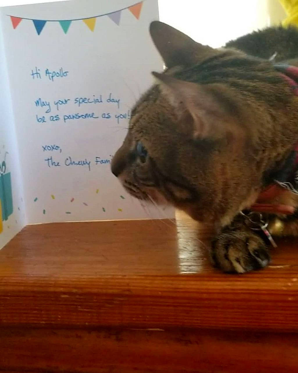 Apollo is registered to the contest to win money with this photo: carnivore, cat, comfort, domestic_short_haired_cat, fawn, felidae, flooring, fur, handwriting, hardwood, rectangle, small_to_medium_sized_cats, snout, table, tail, terrestrial_animal, varnish, whiskers, wood, wood_stain