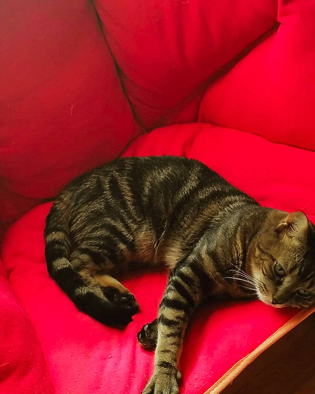 Apollo is registered to the contest to win money with this photo: canidae, carnivore, cat, claw, comfort, couch, domestic_short_haired_cat, felidae, fur, human_leg, nap, paw, sleep, small_to_medium_sized_cats, snout, sporting_group, tail, terrestrial_animal, whiskers, wood