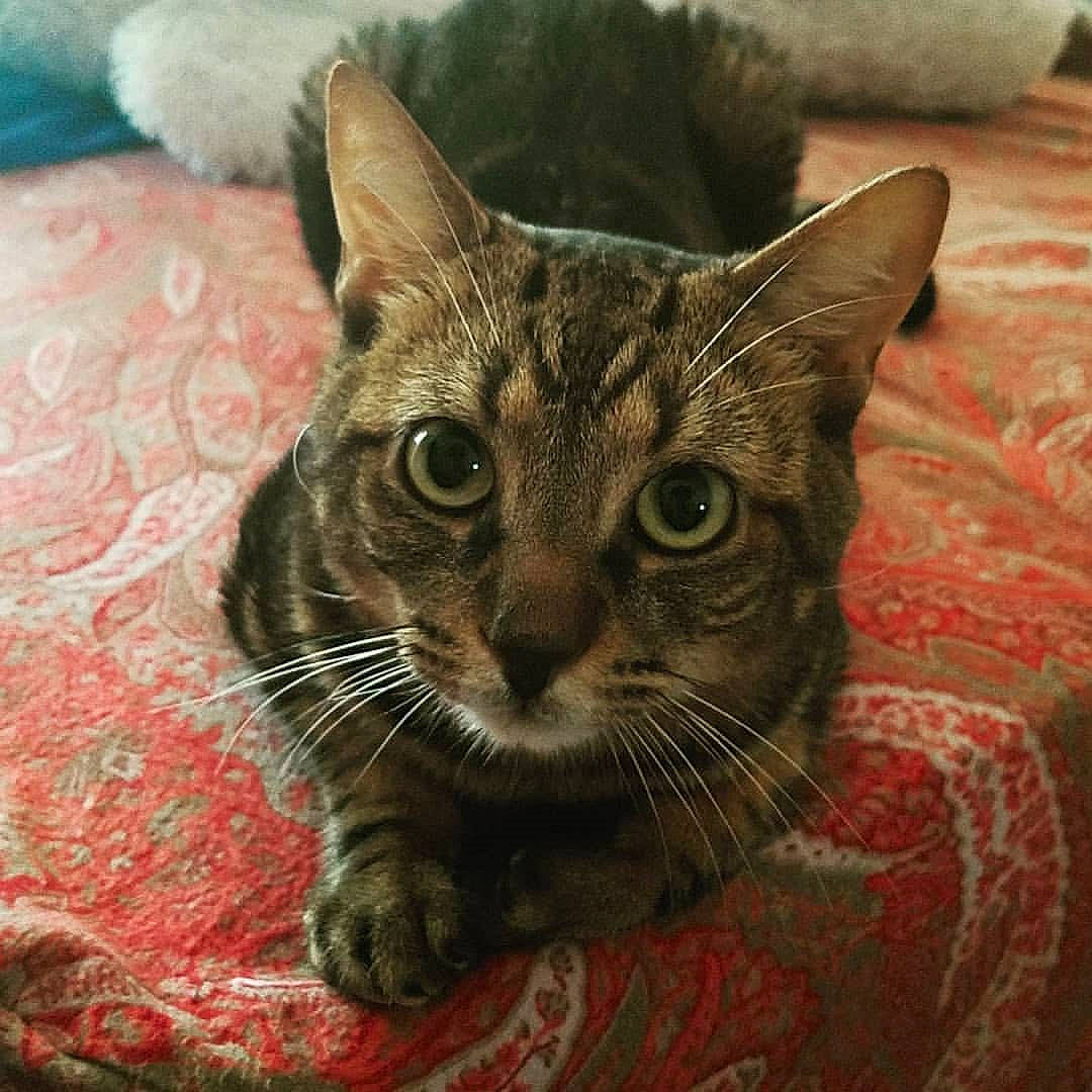 Apollo is registered to the contest to win money with this photo: carnivore, cat, cat_supply, claw, comfort, domestic_short_haired_cat, felidae, fur, linens, paw, small_to_medium_sized_cats, snout, terrestrial_animal, whiskers, window