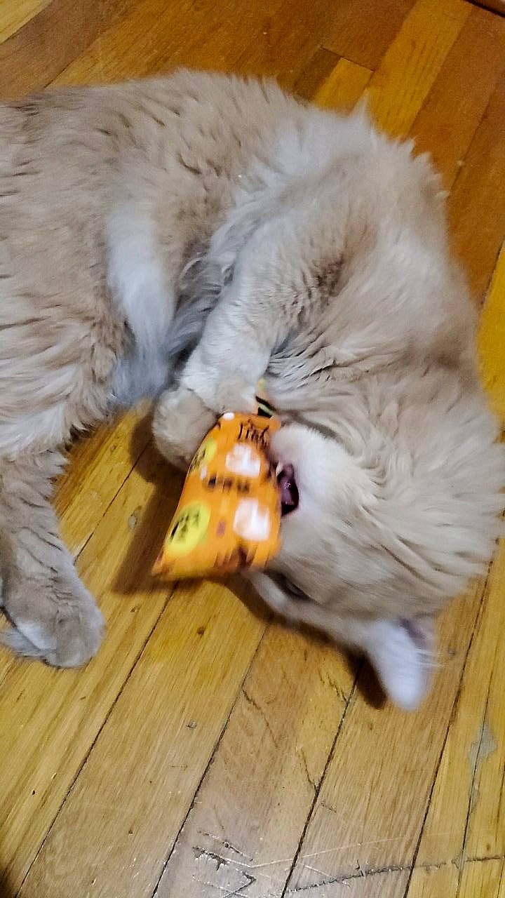 Nilla is registered to the contest to win money with this photo: canidae, carnivore, companion_dog, dog, dog_breed, fawn, felidae, floor, flooring, fur, german_spitz_klein, hardwood, paw, small_to_medium_sized_cats, snout, spitz, sporting_group, tail, whiskers, wood