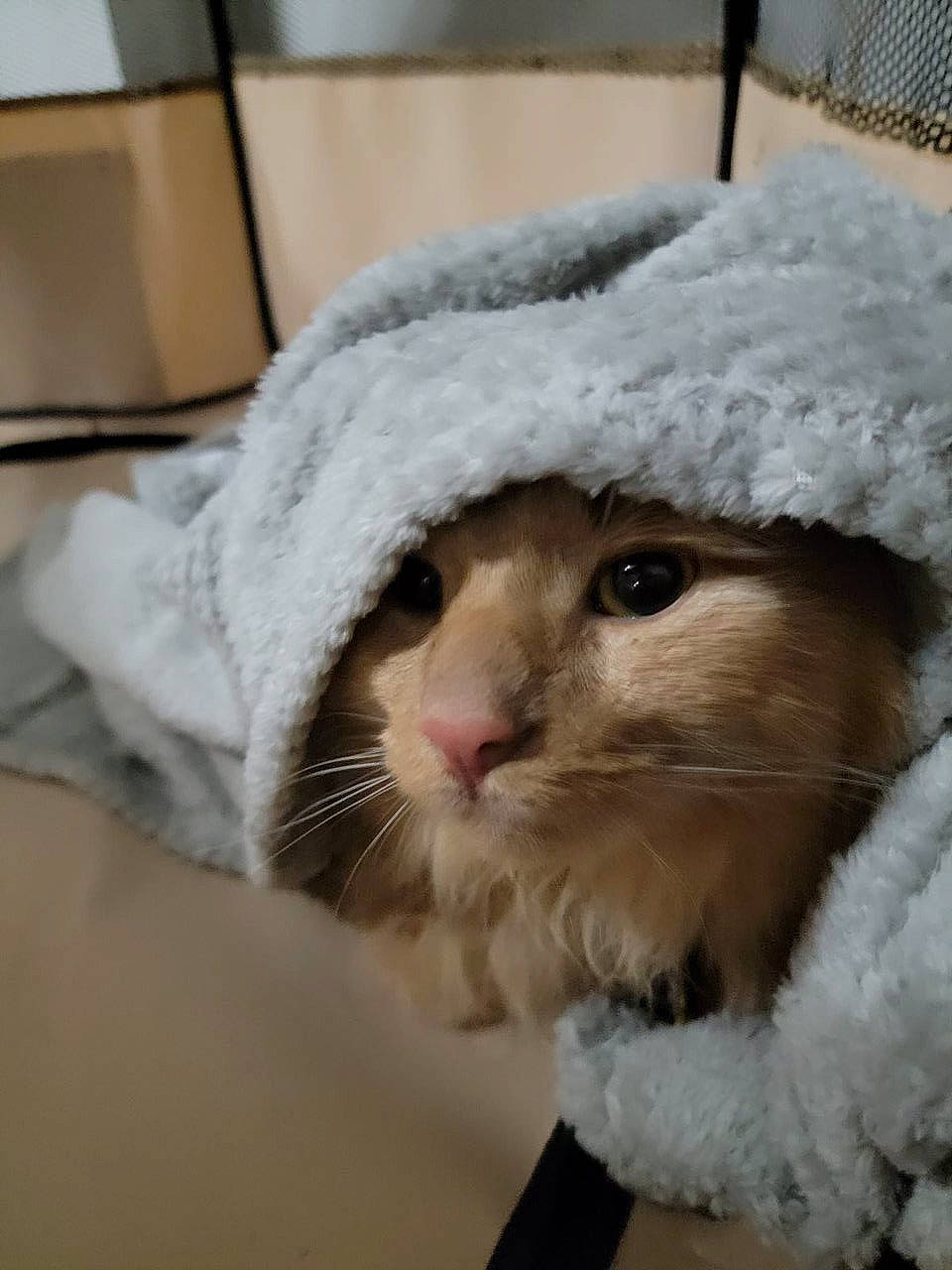 Nilla is registered to the contest to win money with this photo: cap, carnivore, cat, comfort, domestic_short_haired_cat, eye, fawn, felidae, fur, fur_clothing, hat, plush, small_to_medium_sized_cats, snout, stuffed_toy, teddy_bear, toy, whiskers, window, wool