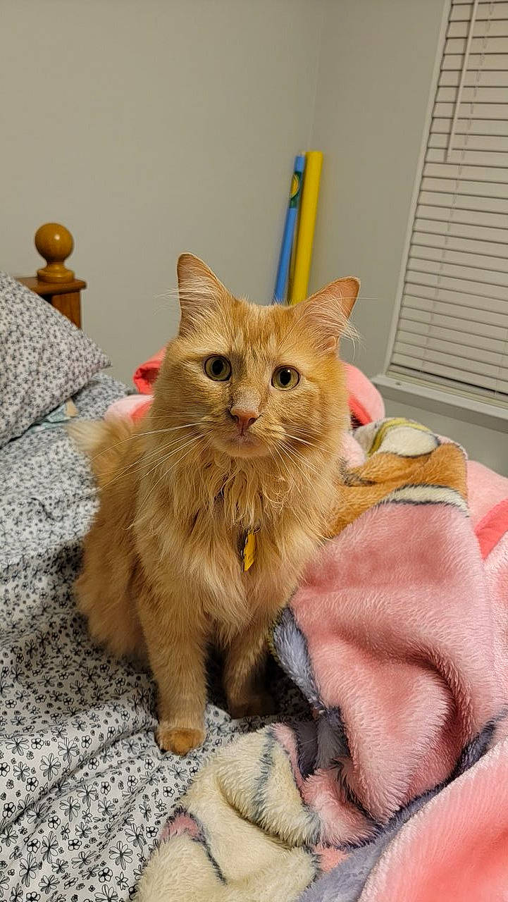 Nilla is registered to the contest to win money with this photo: box, carnivore, cat, claw, domestic_short_haired_cat, door, fawn, felidae, fur, gesture, paw, small_to_medium_sized_cats, snout, tail, terrestrial_animal, whiskers, window_blind