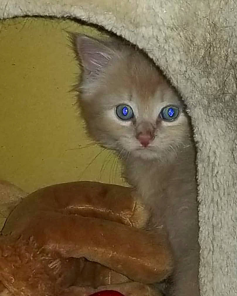 Nilla is registered to the contest to win money with this photo: carnivore, cat, cat_supply, domestic_short_haired_cat, eye, fawn, felidae, fur, paw, small_to_medium_sized_cats, snout, tail, whiskers