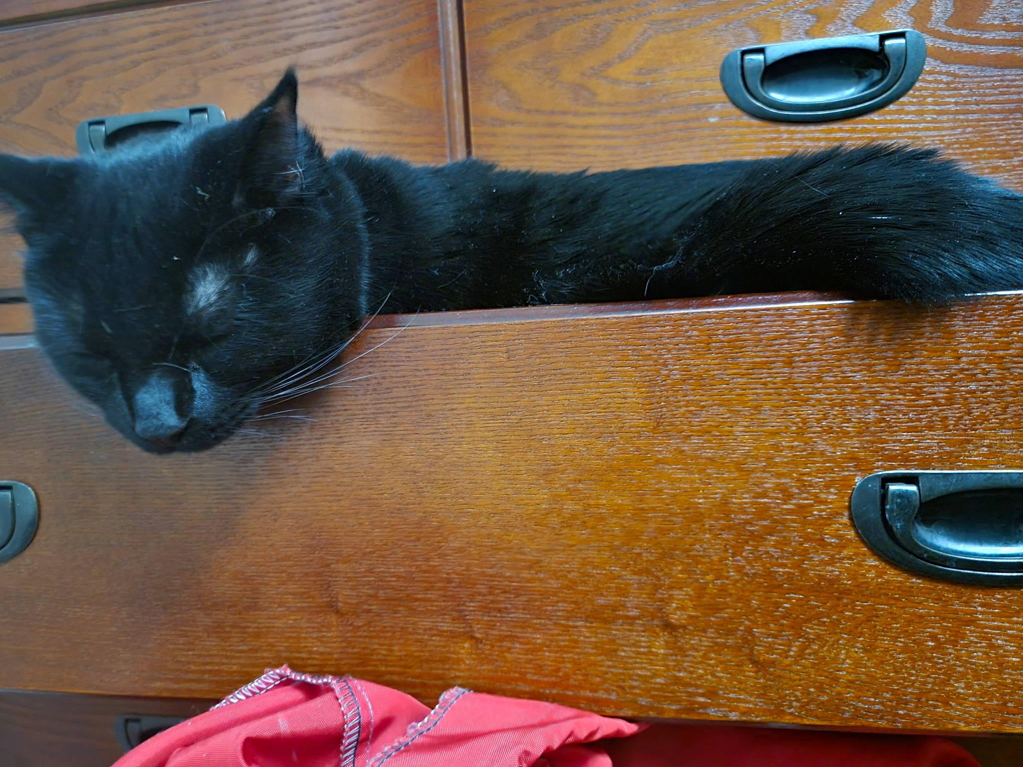 Shiro joined the competition — help win amazing prizes! black_cat, carnivore, cat, chair, comfort, couch, domestic_short_haired_cat, felidae, flooring, fur, grey, hardwood, linens, rectangle, room, small_to_medium_sized_cats, snout, tail, whiskers, wood