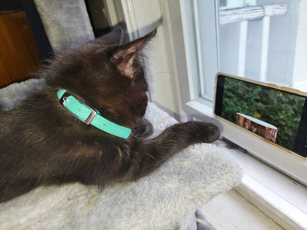 Shiro is registered to the contest to win money with this photo: black_cat, bombay, cable_television, carnivore, cat, claw, collar, comfort, domestic_short_haired_cat, felidae, fur, grey, paw, small_to_medium_sized_cats, tail, television, television_set, vertebrate, whiskers, window