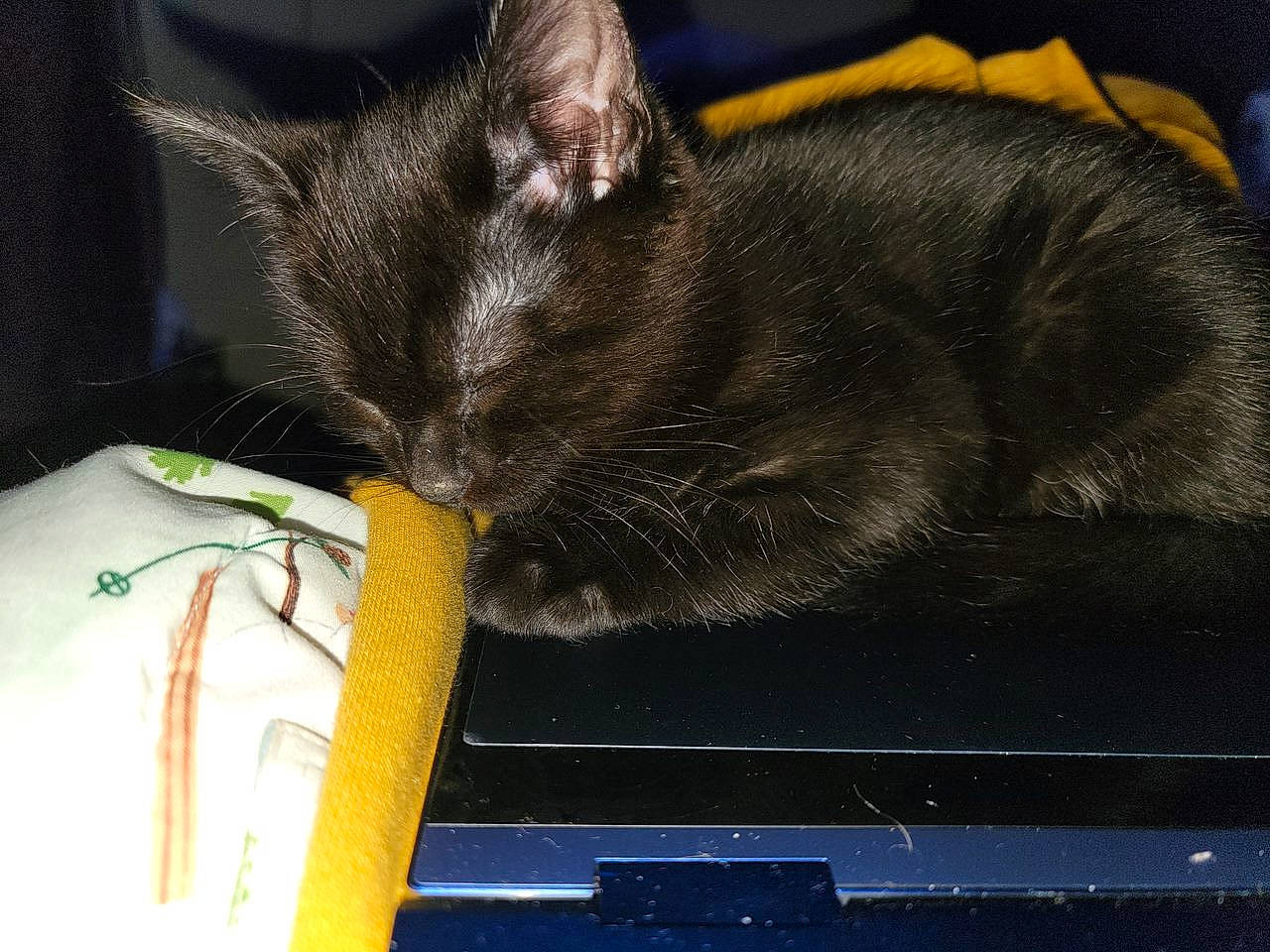 Shiro joined the competition — help win amazing prizes! black_cat, bombay, carnivore, cat, cat_supply, claw, comfort, domestic_short_haired_cat, eye, felidae, fur, grass, organism, plant, small_to_medium_sized_cats, snout, tail, whiskers, window, windshield