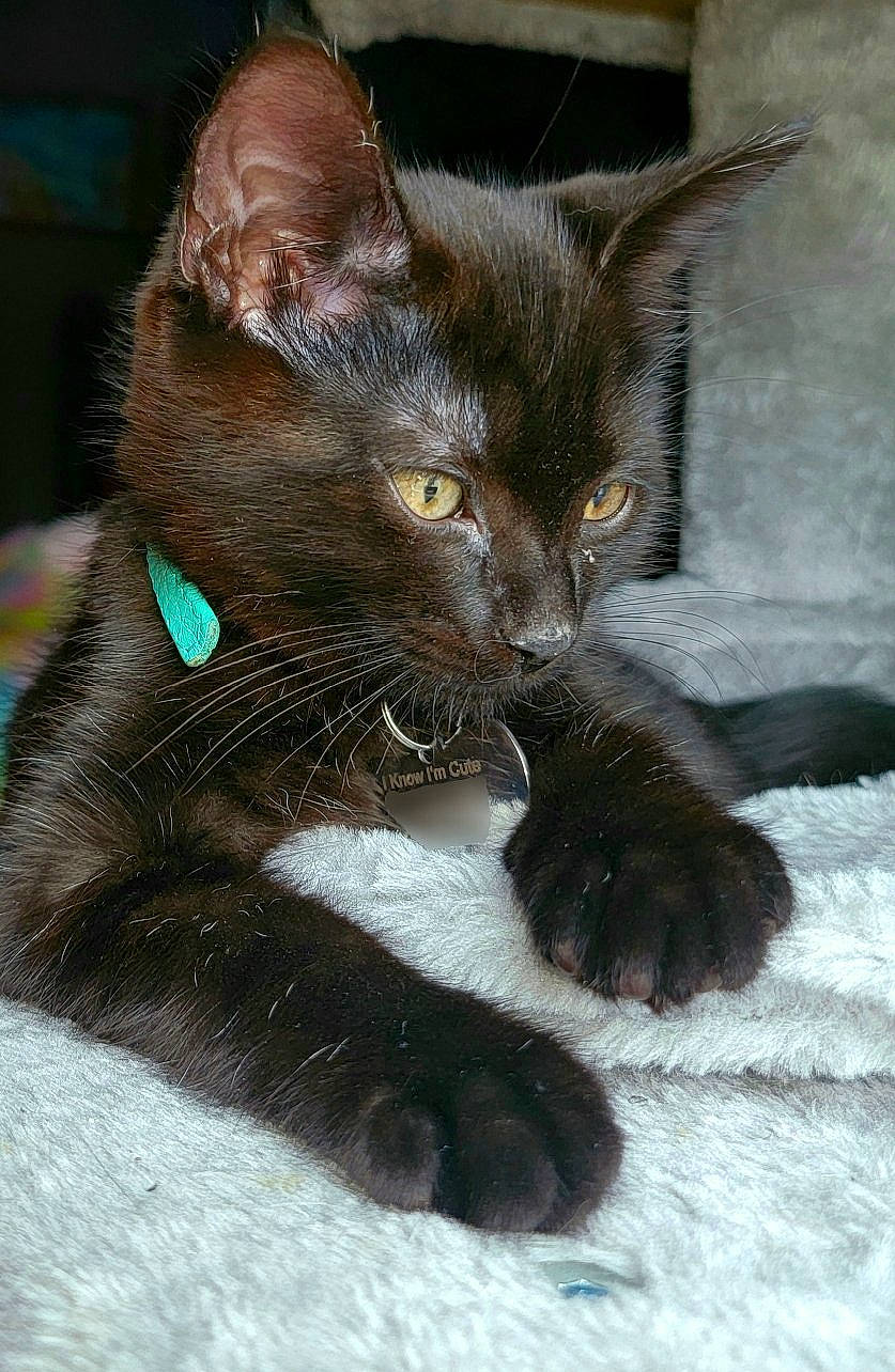 Shiro is registered to the contest to win money with this photo: black_cat, bombay, carnivore, cat, claw, domestic_short_haired_cat, eye, fawn, felidae, foot, fur, gesture, leg, mammal, paw, small_to_medium_sized_cats, snout, tail, vertebrate, whiskers