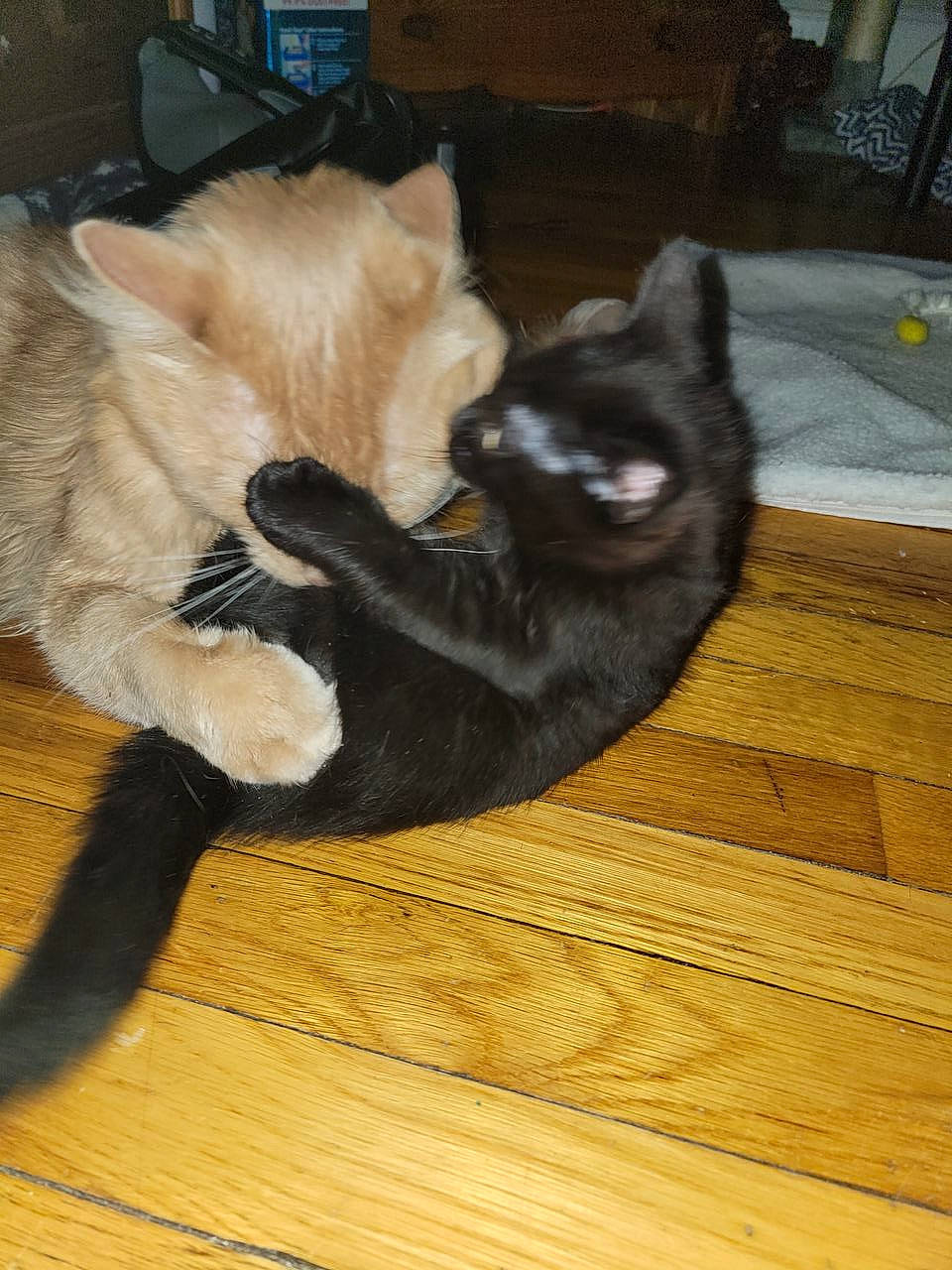 Shiro is registered to the contest to win money with this photo: black_cat, bombay, carnivore, cat, comfort, companion_dog, dog_breed, domestic_short_haired_cat, fawn, felidae, floor, flooring, hardwood, laminate_flooring, small_to_medium_sized_cats, snout, tail, whiskers, wood, wood_stain