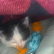 Shadow joined the competition — help win amazing prizes! kitten, cat, black_and_white, sleeping, sleepy, small, animal, pet, fur, whiskers, pink_nose, closed_eyes, collar, blue, orange_toy, blanket, cozy, indoors, close_up, portrait