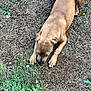 Dexter is registered to the contest to win money with this photo: dog, brown_dog, lying_down, sniffing, dry_grass, dirt, green_plants, yellow_flowers, outdoor, nature, animal, pet, canine, grass, ground, daylight, close_up, fur, tail, paws