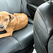 Dexter is registered to the contest to win money with this photo: dog, car, leather_seat, blue_eyes, brown_dog, pet, animal, person, glasses, black_shirt, seat, interior, vehicle, resting, looking, closeup, casual, domestic, companion, transportation