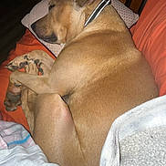 Dexter is registered to the contest to win money with this photo: animal, bed, blanket, brown_dog, canine, collar, comfort, couch, cozy, dog, fur, home, indoors, nap, paw, pet, pillow, relaxing, resting, sleeping