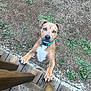 Dexter is registered to the contest to win money with this photo: dog, blue_eyes, outdoor, wooden_deck, grass, yard, brown_dog, curious, pet, animal, paws, collar, looking_up, ears, snout, fence, nature, summer, daylight, canine