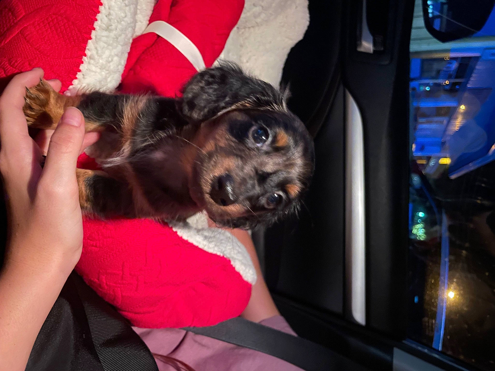 Dasher joined the competition — help win amazing prizes! auto_part, canidae, car_seat, carnivore, comfort, companion_dog, couch, dog, dog_breed, fawn, fur, gesture, guard_dog, luxury_vehicle, puppy, sporting_group, toy_dog, vehicle_door