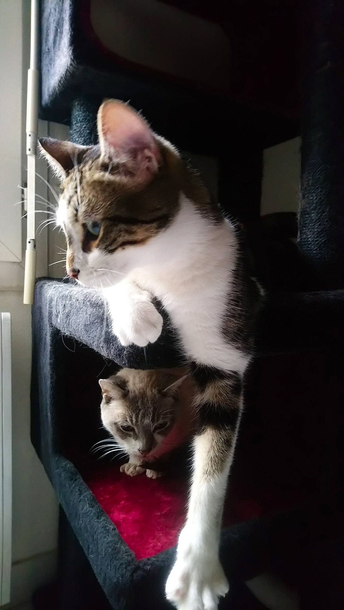 Buzz a rejoint le concours — aidez-le/la à gagner de superbes lots ! cat, cat_like_mammal, domestic_short_haired_cat, fur, kitten, mammal, small_to_medium_sized_cats, whiskers