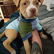 Shaggy joined the competition — help win amazing prizes! puppy, dog, clothing, tattoo, person, arm, indoor, bed, blanket, furniture, kitchen, canine, cute, pet, animal, jeans, hand, floor, domestic, casual