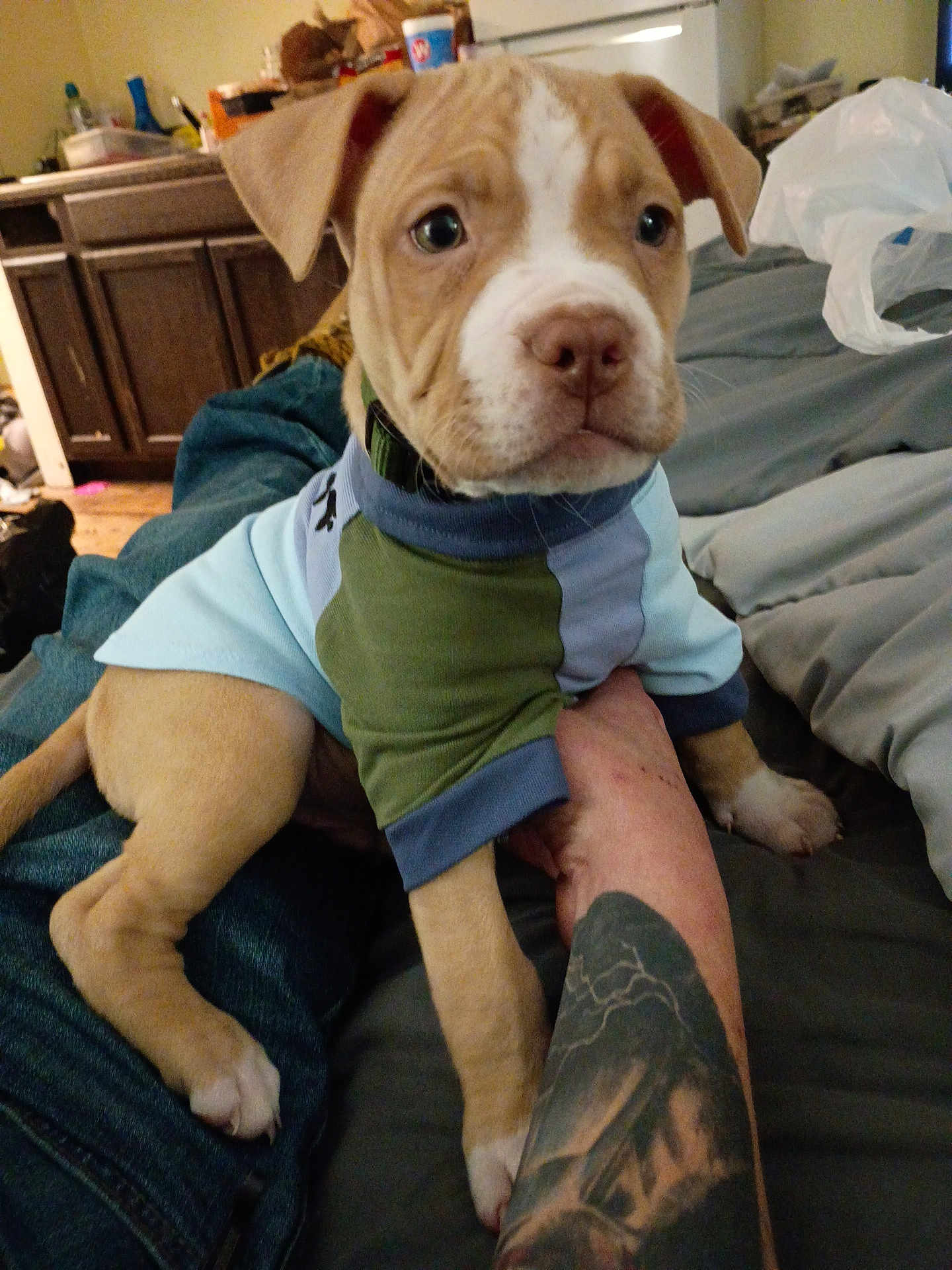 Shaggy joined the competition — help win amazing prizes! puppy, dog, clothing, tattoo, person, arm, indoor, bed, blanket, furniture, kitchen, canine, cute, pet, animal, jeans, hand, floor, domestic, casual