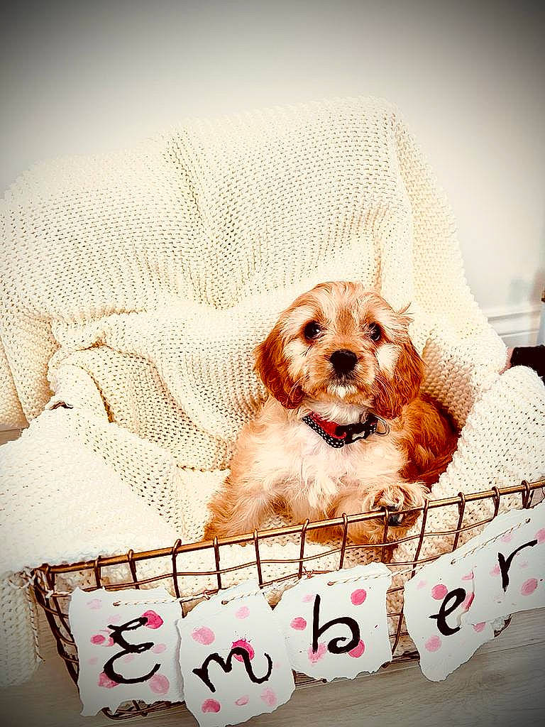 Ember is registered to the contest to win money with this photo: bathing, canidae, carnivore, circle, companion_dog, couch, dog, dog_breed, dog_supply, fawn, font, fur, liver, pattern, puppy_love, small_terrier, sporting_group, terrier, toy, toy_dog
