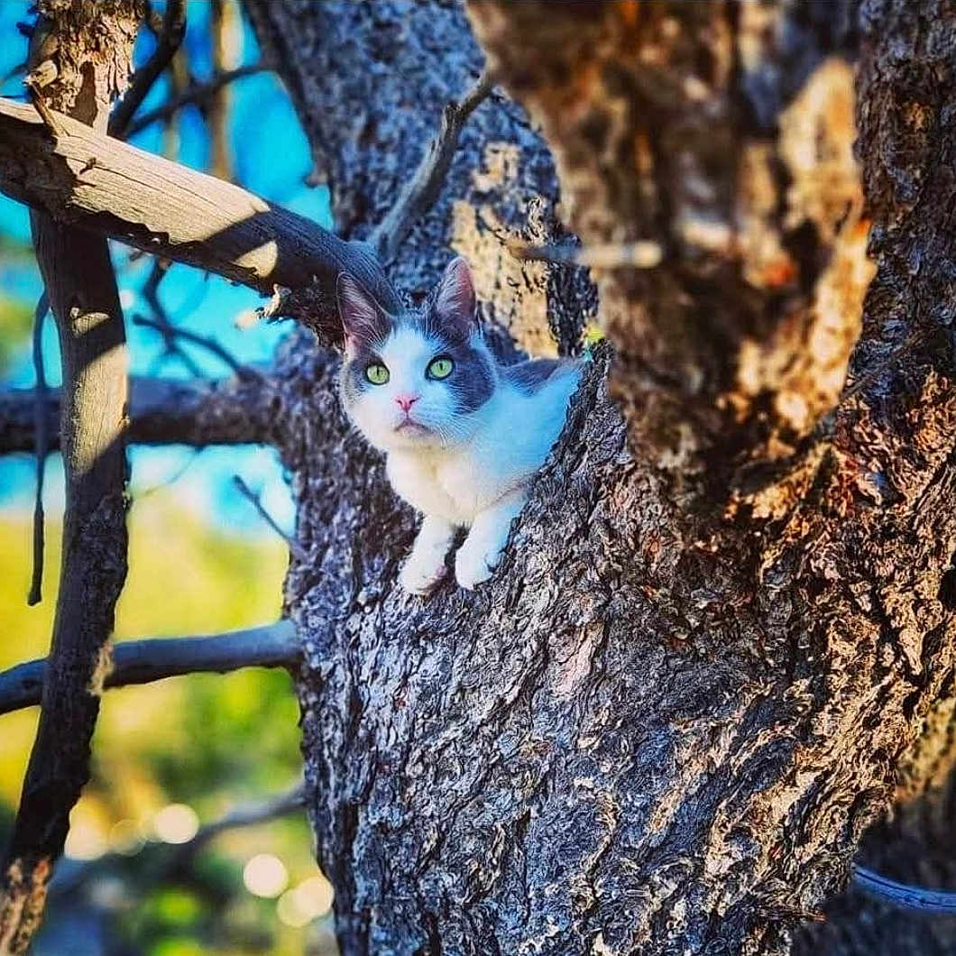Kitty joined the competition — help win amazing prizes! cat, tree, green_eyes, animal, nature, outdoor, bark, branch, wildlife, curious, feline, pet, closeup, daylight, forest, mammal, cute, whiskers, ears, background_blur