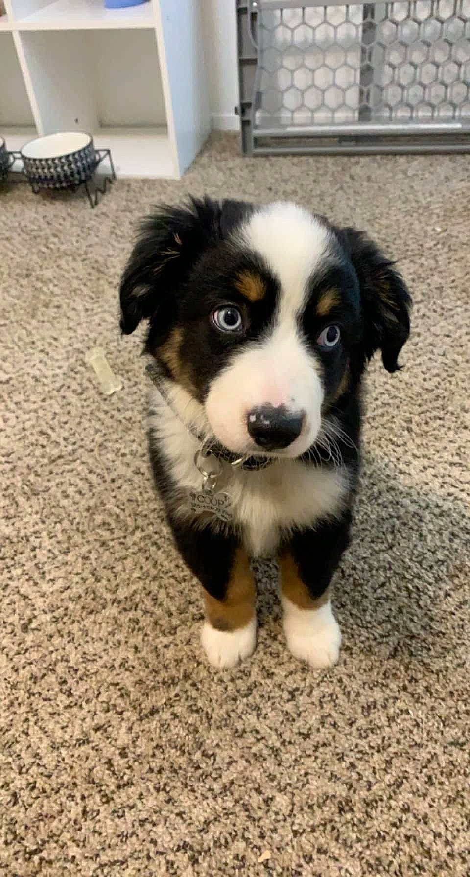 Cooper joined the competition — help win amazing prizes! ancient_dog_breeds, australian_shepherd, bernese_mountain_dog, border_collie, bored, canidae, carnivore, companion_dog, dog, dog_breed, flooring, fur, herding_dog, snout, sporting_group, terrestrial_animal, whiskers, working_animal, working_dog