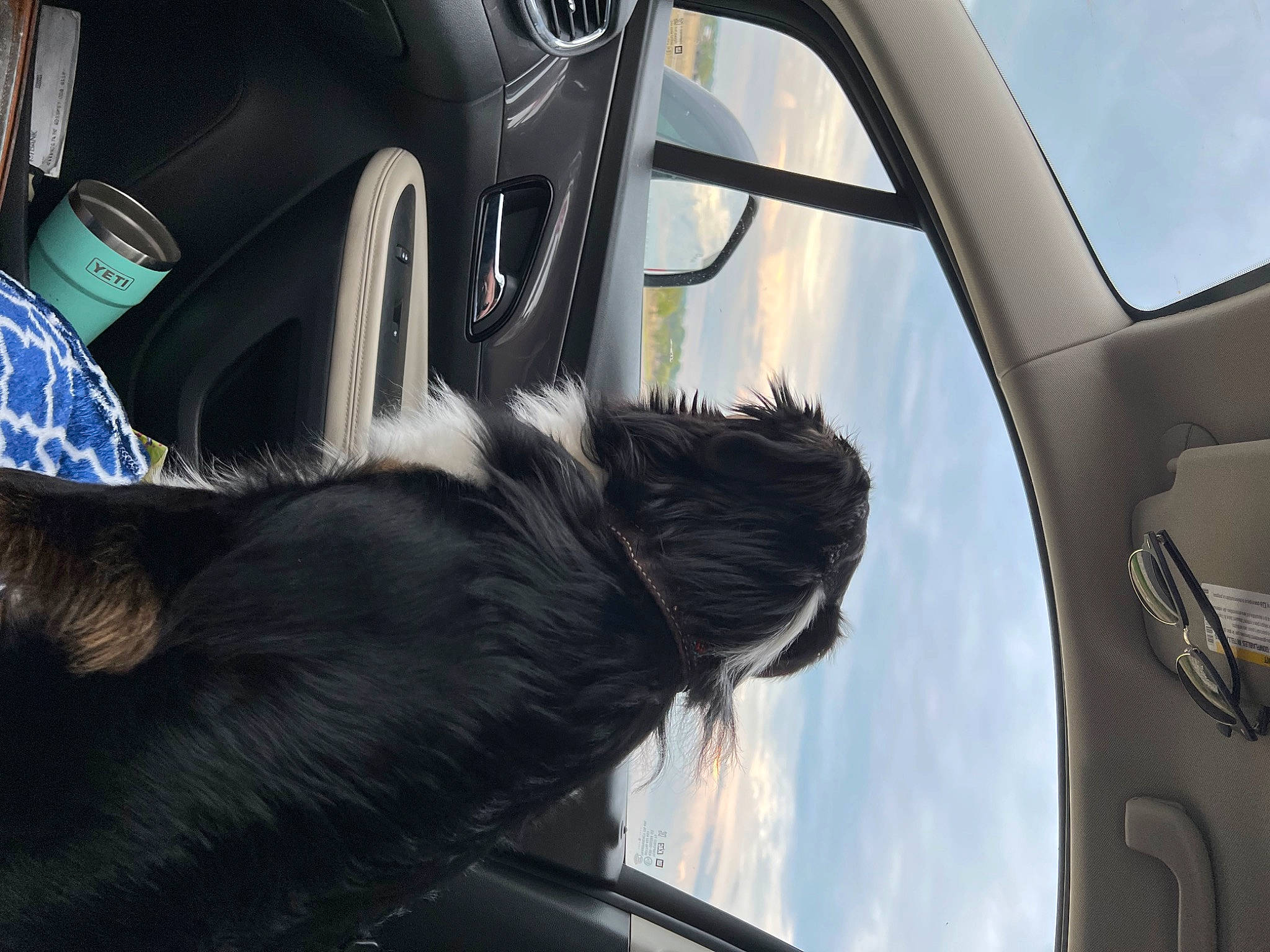 Cooper is registered to the contest to win money with this photo: auto_part, automotive_design, automotive_exterior, automotive_lighting, automotive_tire, car, car_seat_cover, carnivore, dog, hood, mode_of_transport, motor_vehicle, personal_luxury_car, plant, sky, steering_wheel, tints_and_shades, vehicle, vehicle_door, window