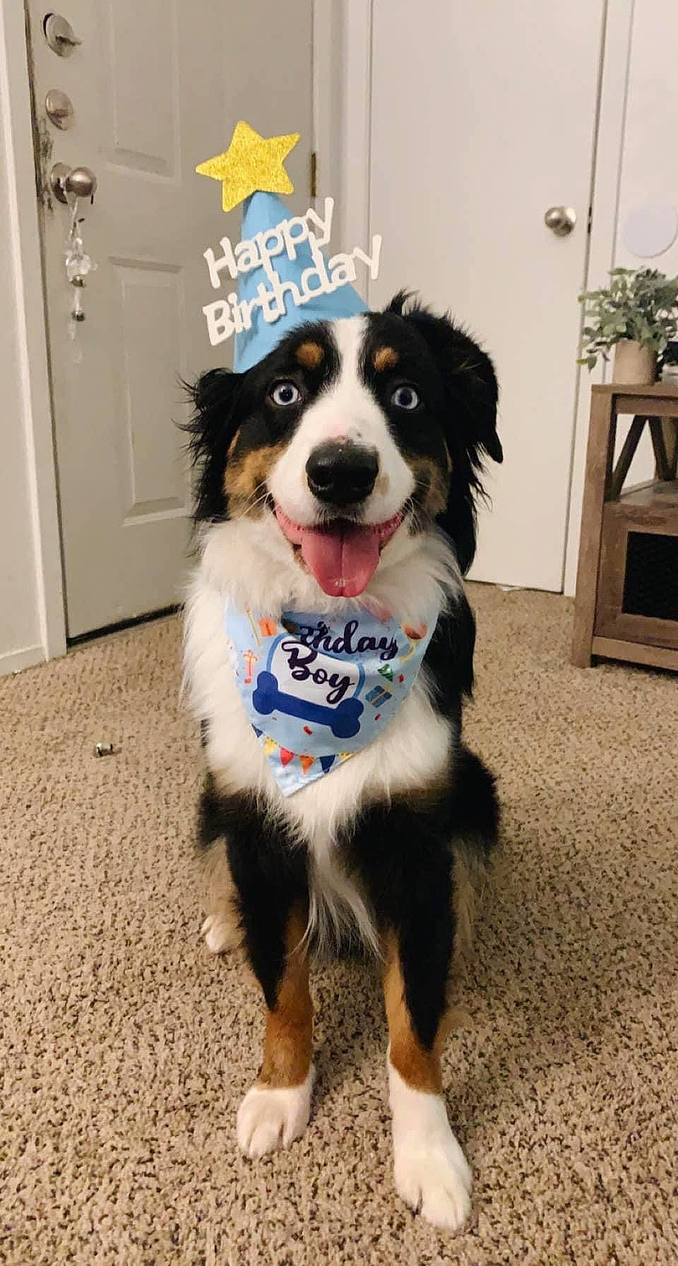Cooper joined the competition — help win amazing prizes! ball, border_collie, canidae, carnivore, collie, companion_dog, dog, dog_breed, dog_supply, door, flooring, flowerpot, fur, herding_dog, houseplant, plant, snout, sporting_group, whiskers, working_dog