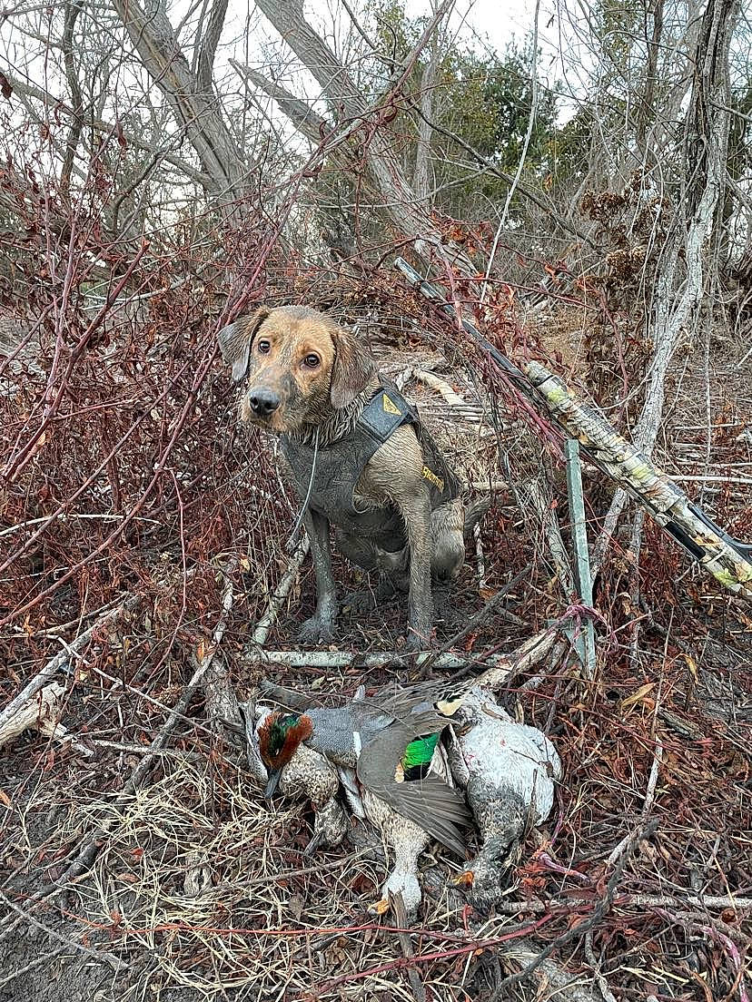 Nash is registered to the contest to win money with this photo: canidae, carnivore, dog, dog_breed, fawn, forest, grass, gun_dog, plant, soil, sporting_group, tail, terrestrial_animal, tree, twig, wildlife, winter, wood, woodland, working_animal