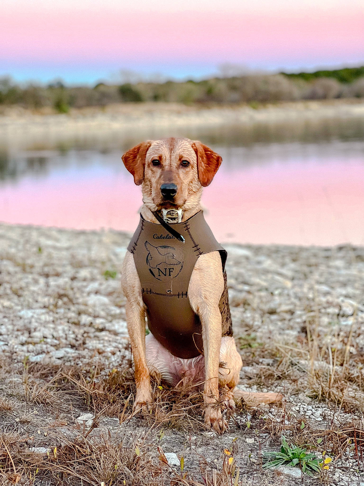 Nash joined the competition — help win amazing prizes! carnivore, collar, companion_dog, dog, dog_breed, dog_collar, fawn, grass, gun_dog, lake, landscape, liver, pet_supply, sky, snout, sporting_group, terrestrial_animal, water, wood, working_animal