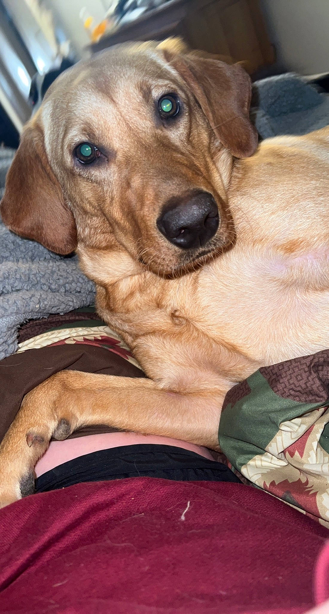 Nash is registered to the contest to win money with this photo: canidae, carnivore, collar, companion_dog, dog, dog_breed, dog_collar, dog_supply, fawn, fur, hound, hunting_dog, liver, pet_supply, puppy, smile, snout, sporting_group, whiskers, working_animal