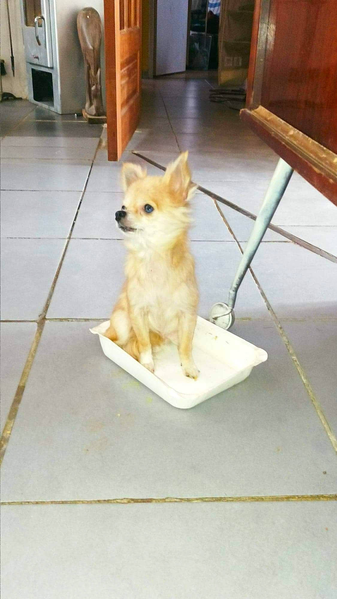 Choupie a rejoint le concours — aidez-le/la à gagner de superbes lots ! canidae, carnivore, chair, companion_dog, dog, dog_breed, dog_supply, door, fawn, floor, flooring, hardwood, pet_supply, snout, spitz, sporting_group, tail, tile_flooring, wood, working_animal