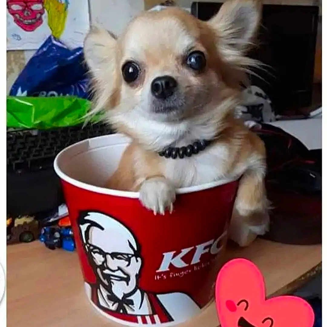 Choupie