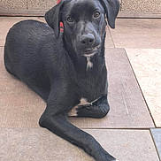 Abby a rejoint le concours — aidez-le/la à gagner de superbes lots ! animal, black_dog, calm, canine, curious, dog, domestic_animal, fur, looking_at_camera, lying_down, one_leg_extended, outdoor, paw, pet, quiet, red_post, resting, tile_floor, wall, white_patch