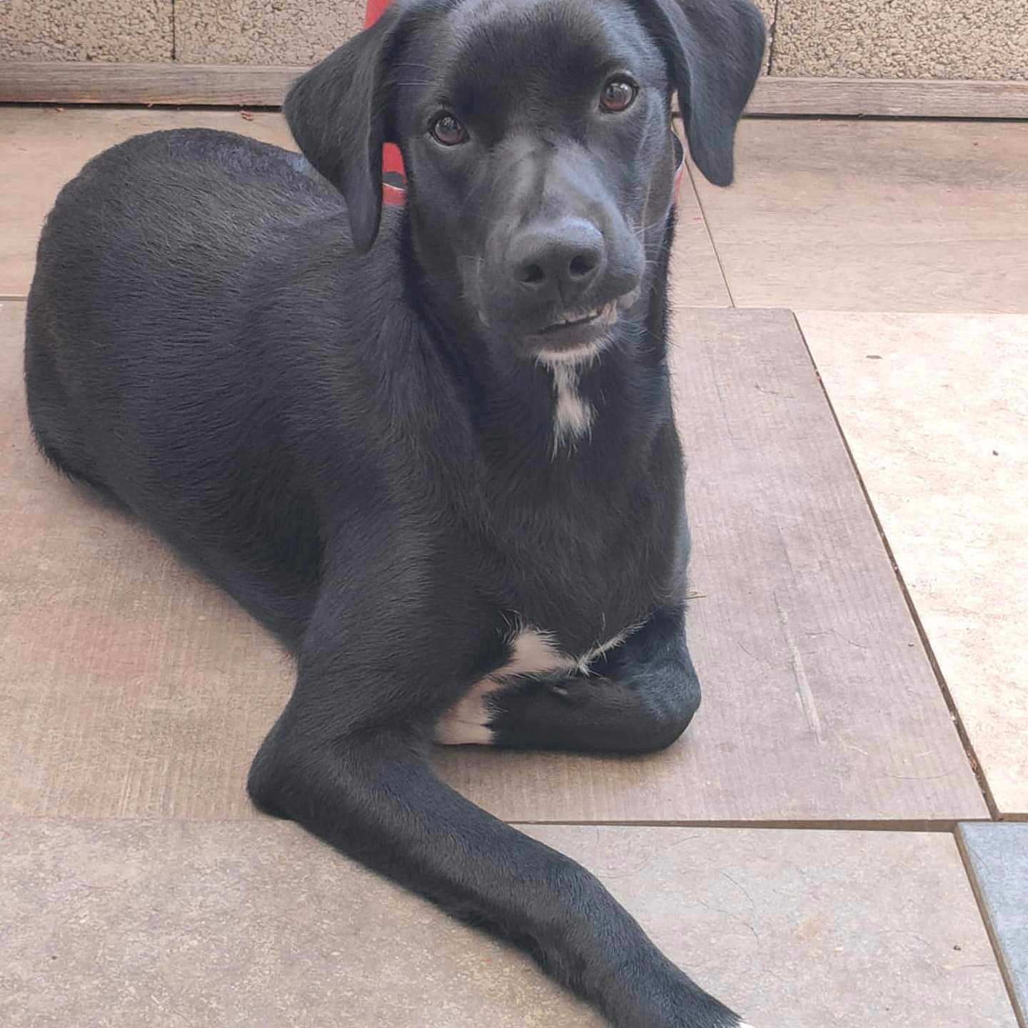 Abby a rejoint le concours — aidez-le/la à gagner de superbes lots ! animal, black_dog, calm, canine, curious, dog, domestic_animal, fur, looking_at_camera, lying_down, one_leg_extended, outdoor, paw, pet, quiet, red_post, resting, tile_floor, wall, white_patch