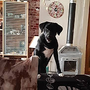 Abby participe au concours pour gagner de l'argent avec cette photo : dog, black_dog, couch, blanket, living_room, clock, brick_wall, wood_stove, lamp, shelf, figurines, speaker, decor, pet, indoor, animal, curious, furniture, home, cozy