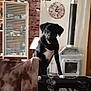 dog, black_dog, couch, blanket, living_room, clock, brick_wall, wood_stove, lamp, shelf, figurines, speaker, decor, pet, indoor, animal, curious, furniture, home, cozy