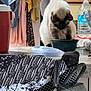 Cooper is registered to the contest to win money with this photo: cat, siamese_cat, kitchen, bowl, water_bottle, bag, clothing, cooler, painting, counter, indoor, curious, table, food_container, door, fabric, pattern, household, domestic_animal, pet