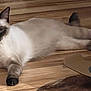 cat, siamese_cat, indoor, wooden_floor, furniture, relaxed, pet, animal, lying_down, paws, ears, tail, domestic_cat, home, cozy, mammal, whiskers, fur, resting, quiet