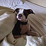 animal, bed, blanket, brown, collar, comfort, cozy, curious, cute, dog, domestic, ears, fur, indoor, pet, puppy, resting, soft, white, young