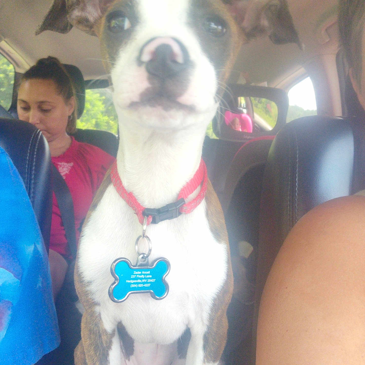 Zader joined the competition — help win amazing prizes! brown, car, car_seat, casual, collar, daylight, dog, human_arm, human_face, interior, person, pet, reflection, seat, seatbelt, sitting, tag, vehicle, white, window